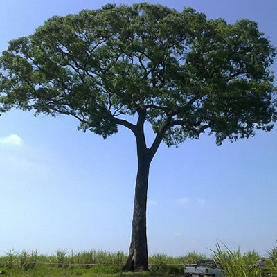 JEQUITIBA - Giant of the forest